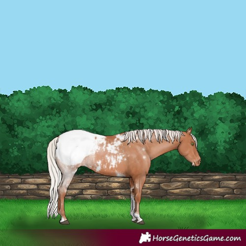 Horse Color:White Spotted Silver Bay Pearl Tobiano Snowcap 