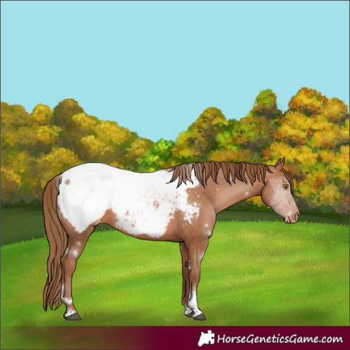 Horse Color:White Spotted Brown Pearl Tobiano Snowcap 