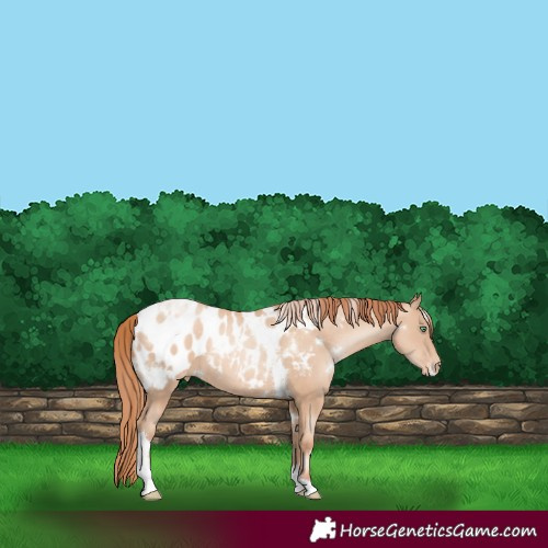 Horse Color:White Spotted Amber Champagne Pearl Tobiano Blanket 