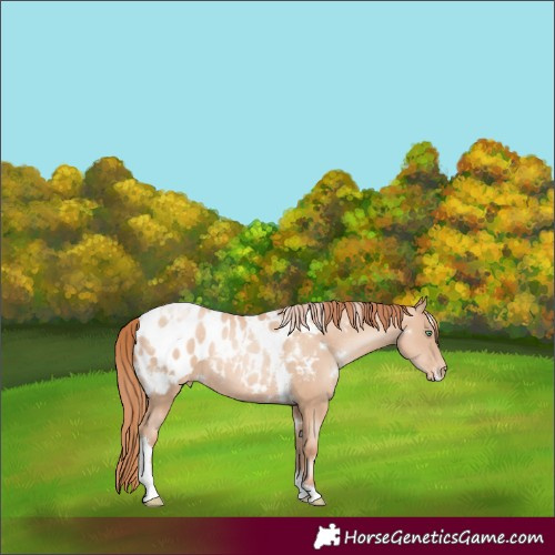 Horse Color:White Spotted Amber Champagne Pearl Tobiano Blanket