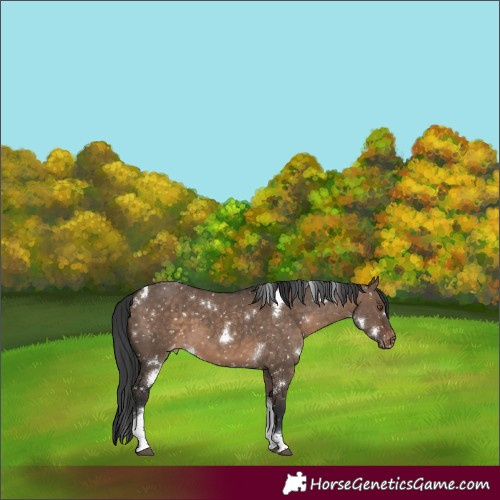 Horse Color:White Spotted Brown Dun Tobiano Snowflake Varnish