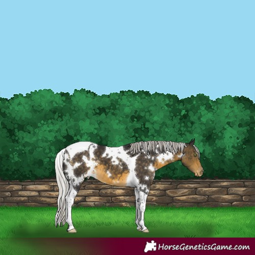 Horse Color:White Spotted Silver Buckskin Tobiano Varnish 