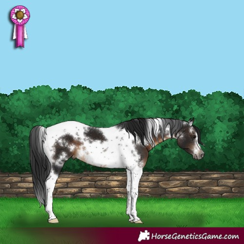 Horse Color:Gray White Spotted Brown Tobiano Frame Varnish 