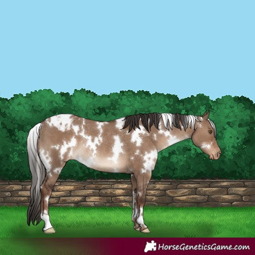 Horse Color:White Spotted Liver Red Dun Varnish Rabicano 