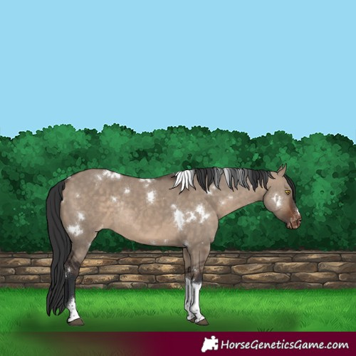 Horse Color:White Spotted Bay Dun Tobiano Varnish Rabicano 