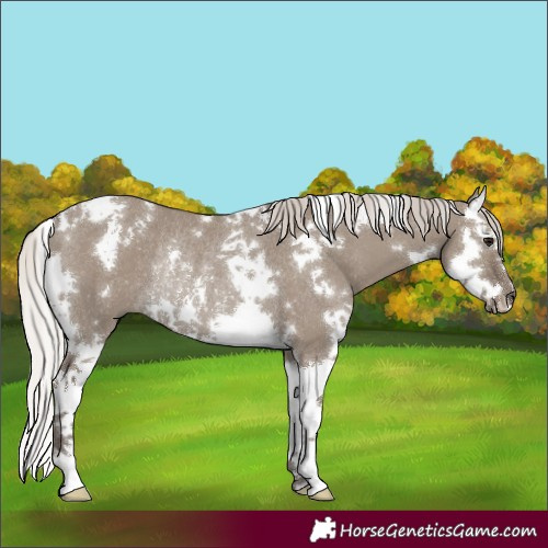 Horse Color:White Spotted Silver Grullo Splash Rabicano