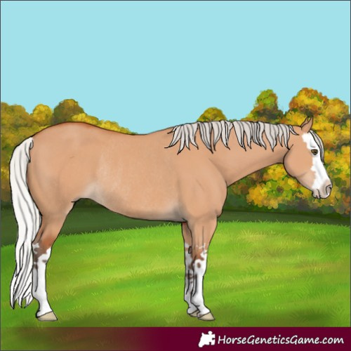Horse Color:Silver Bay Dun Splash Rabicano 