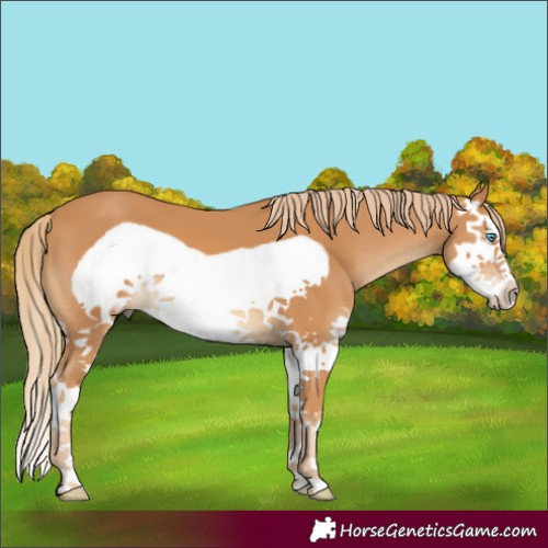 Horse Color:Chestnut Splash Frame
