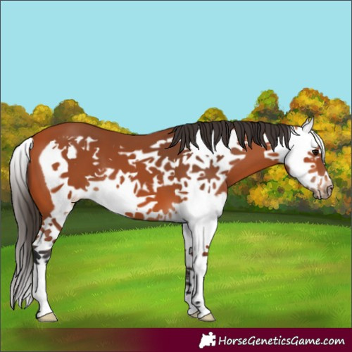 Horse Color:Bay Splash Frame 