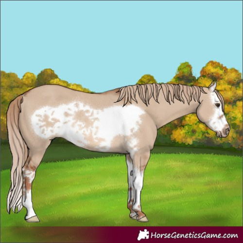 Horse Color:Red Dun Sabino Splash Frame Rabicano 