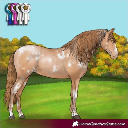 Horse Color:White Spotted Bay Pearl Rabicano
