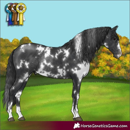Horse Color:White Spotted Black Rabicano 