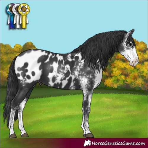 Horse Color:Black Sabino Blanket 