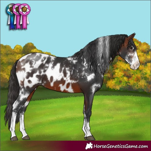 Horse Color:White Spotted Brown Sabino Blanket 