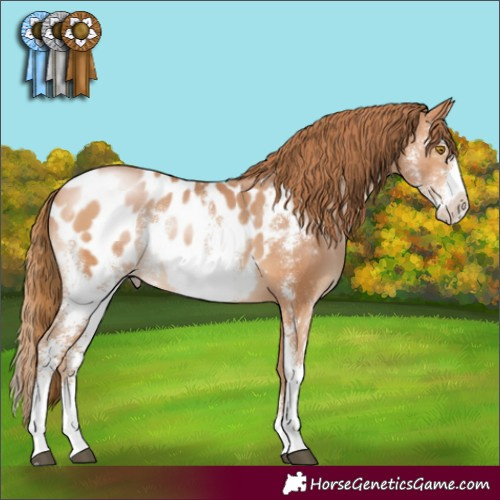 Horse Color:Bay Pearl Sabino Blanket 