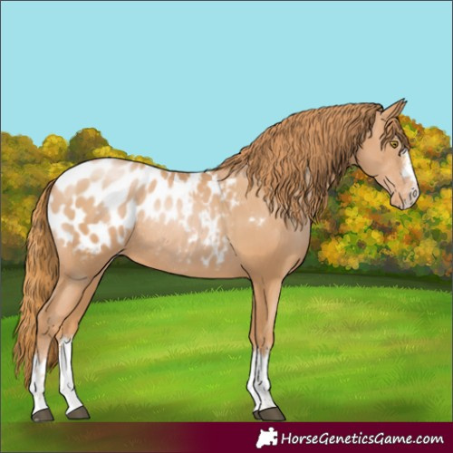 Horse Color:Unknown 