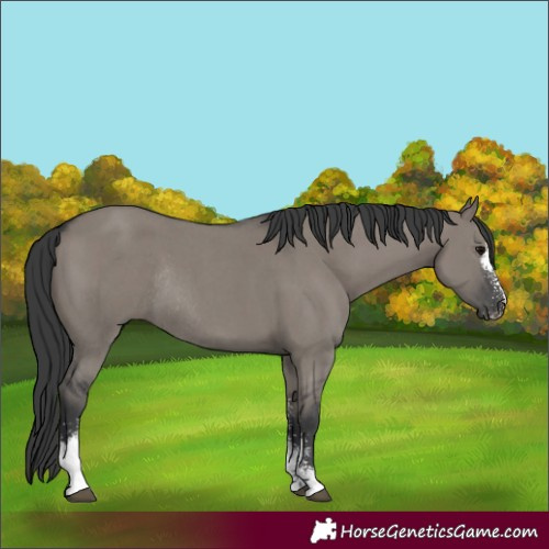 Horse Color:Grullo Sabino Rabicano