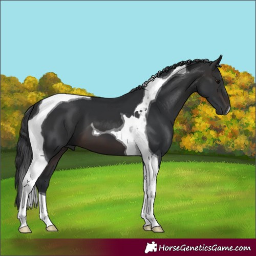 Horse Color:Brown Tobiano 