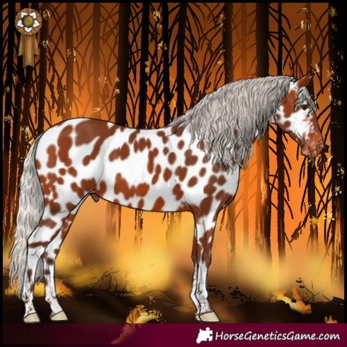 Horse Color:Silver Bay Tobiano Near Leopard Rabicano