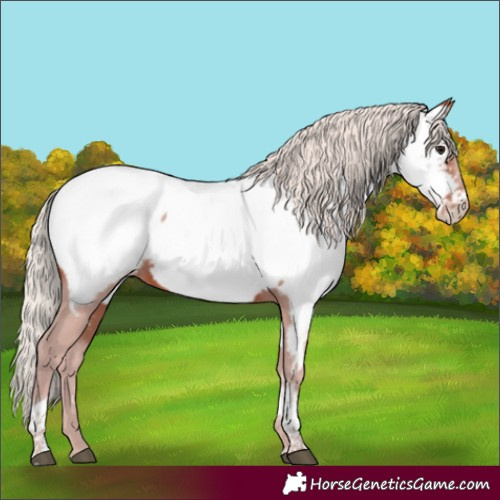 Horse Color:Silver Brown Tobiano Near Fewspot Rabicano