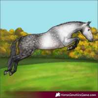 Horse Color:Gray Bay