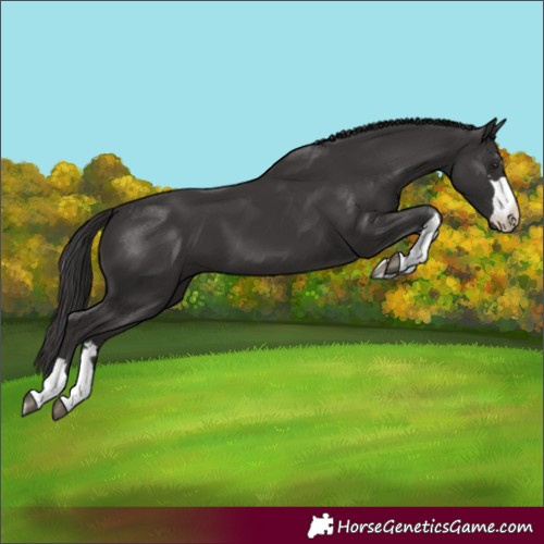 Horse Color:Smoky Black