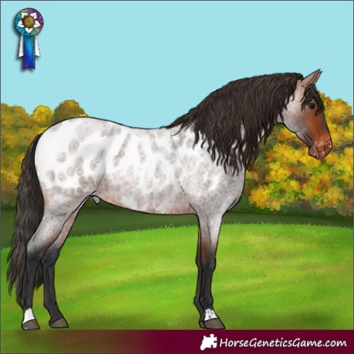 Horse Color:Bay Roan Near Leopard