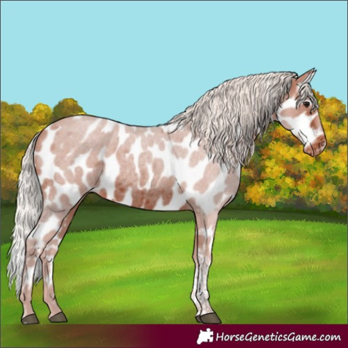 Horse Color:Silver Brown Roan Tobiano Leopard Rabicano 
