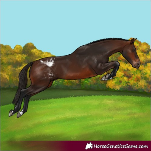 Horse Color:Gray Bay Varnish