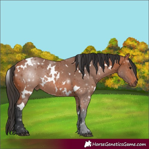 Horse Color:White Spotted Bay Rabicano 