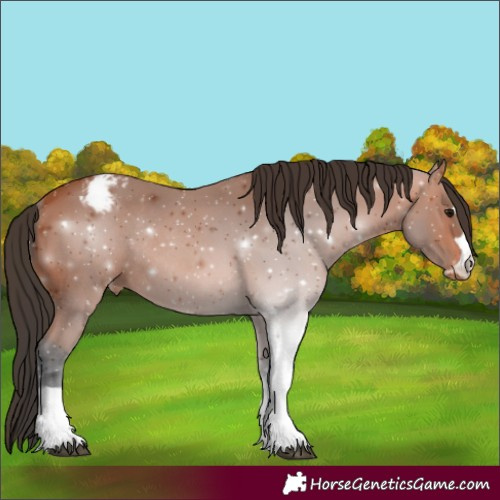 Horse Color:Bay Varnish Rabicano 