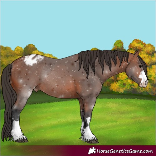 Horse Color:Bay Varnish Rabicano 