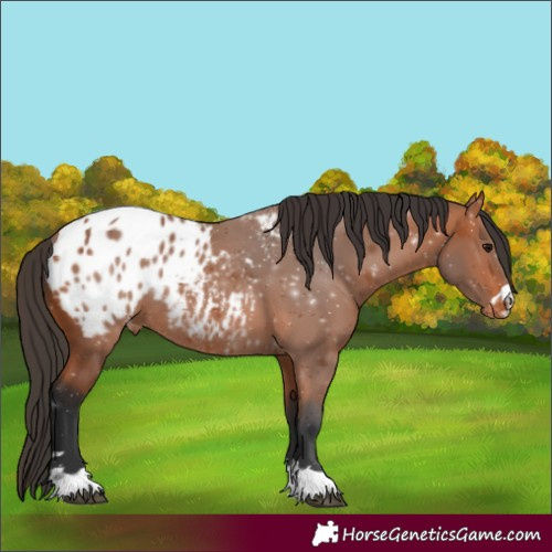 Horse Color:Bay Blanket Rabicano