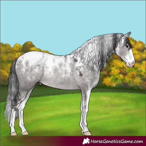 Horse Color:Powder White Platinum Brown Dun Rabicano