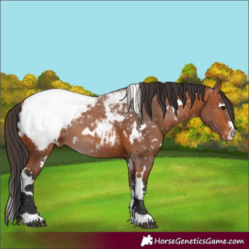Horse Color:White Spotted Bay Snowcap Rabicano