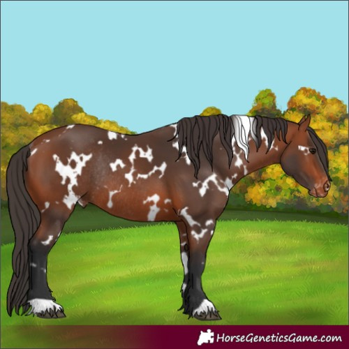 Horse Color:White Spotted Bay Varnish Rabicano 