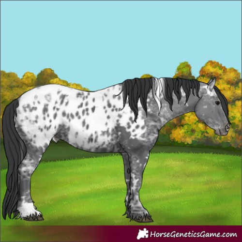 Horse Color:White Spotted Black Ice Blanket Rabicano