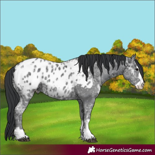 Horse Color:Black Ice Blanket