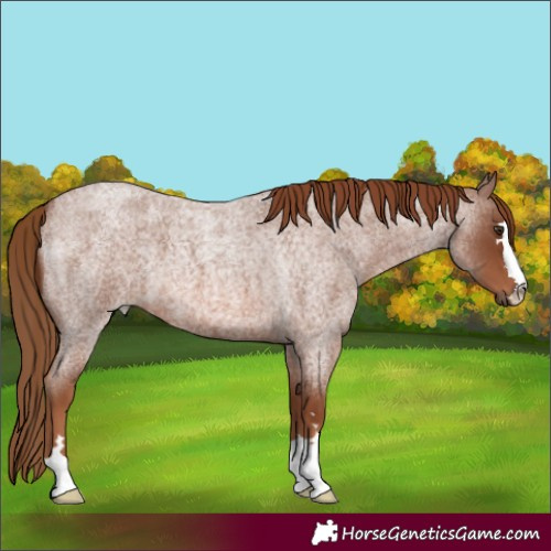 Horse Color:Red Roan