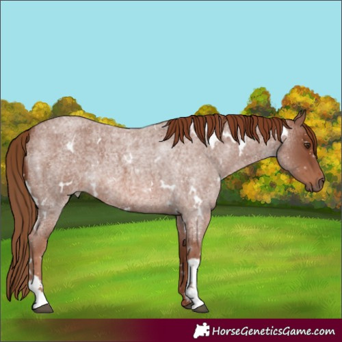 Horse Color:White Spotted Red Roan 