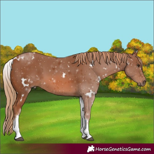 Horse Color:White Spotted Chestnut