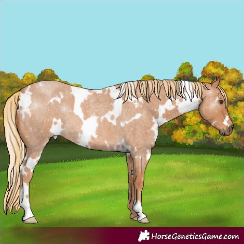 Horse Color:White Spotted Red Roan 