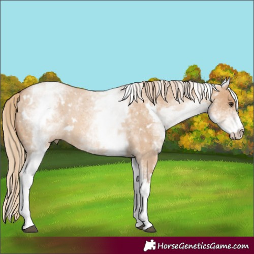 Horse Color:White Spotted Red Dun 