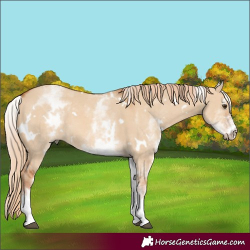 Horse Color:White Spotted Red Dun 