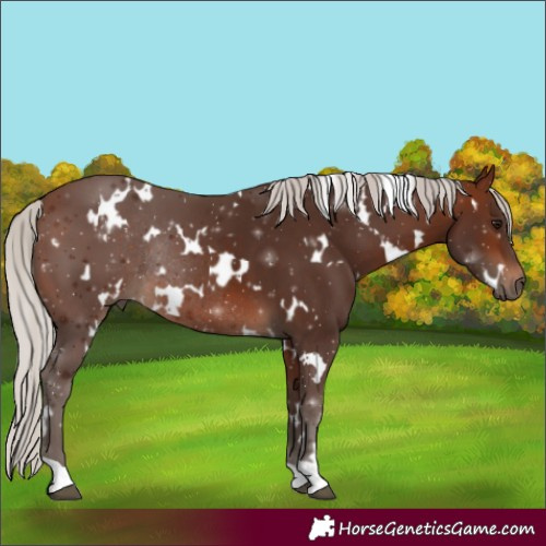 Horse Color:White Spotted Silver Brown Rabicano 