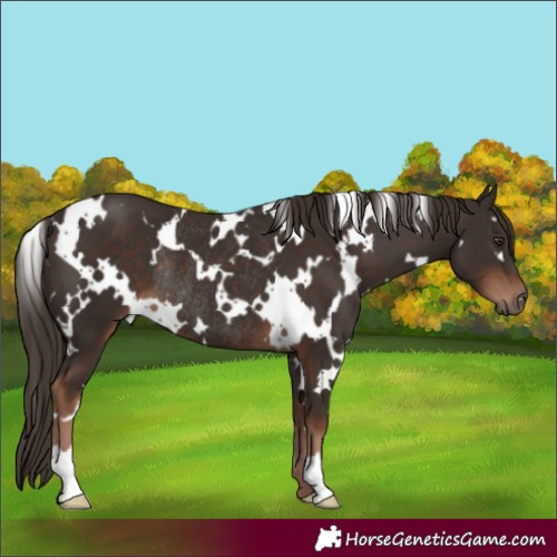 Horse Color:White Spotted Liver Chestnut Rabicano 