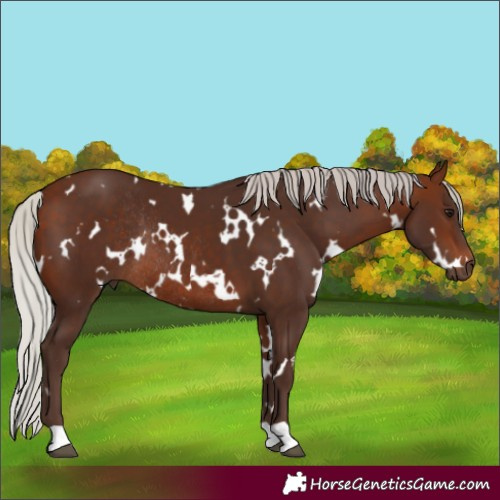 Horse Color:White Spotted Silver Brown Rabicano