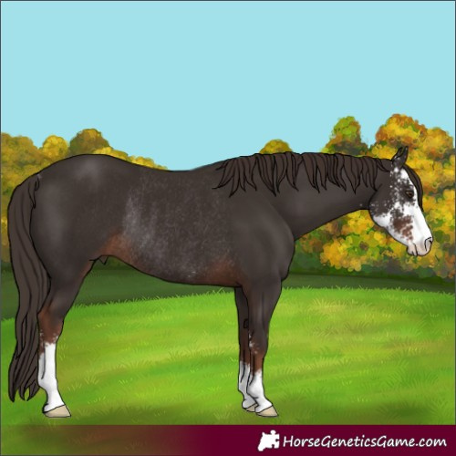Horse Color:Liver Chestnut Sabino Rabicano 