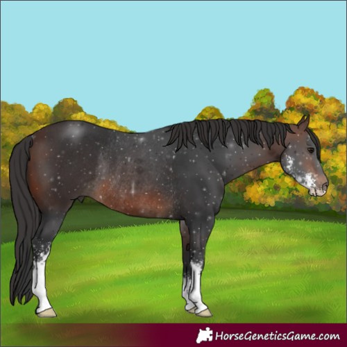 Horse Color:Brown Sabino Rabicano 