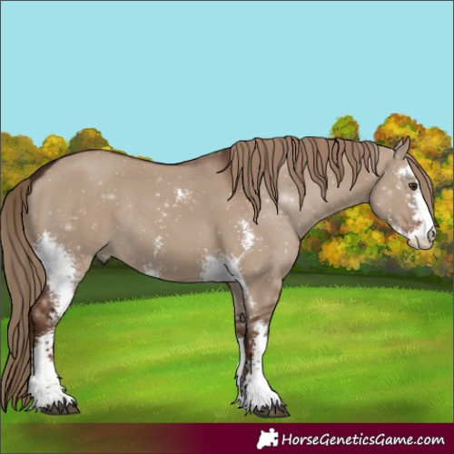 Horse Color:Liver Red Dun Sabino Rabicano